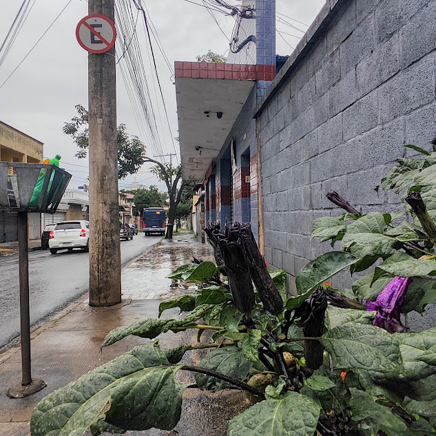 Flores do anaguá-de-noiva.