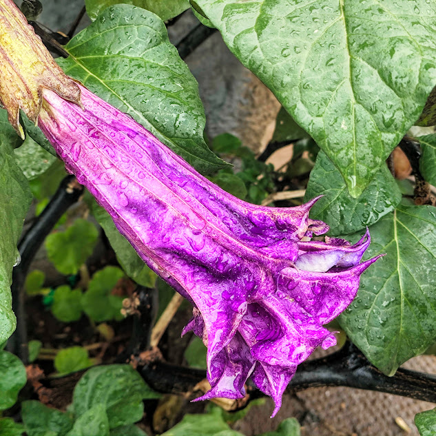 Flor do anaguá-de-noiva.