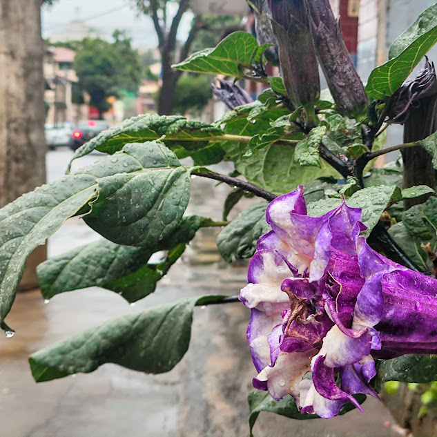 Flor e folhas do anaguá-de-noiva.
