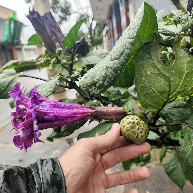 Flor e fruto do anaguá-de-noiva.