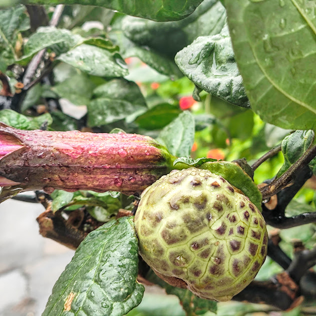 Fruto do anaguá-de-noiva.