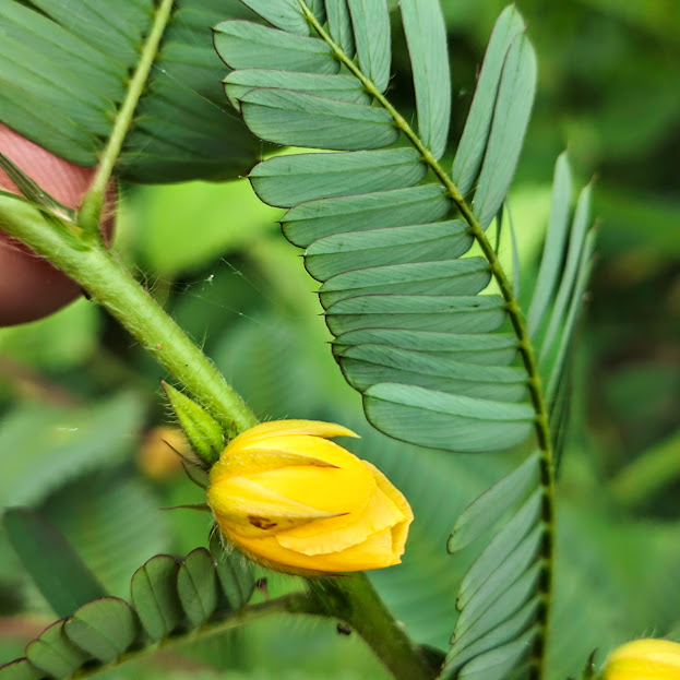 Flor da falsa dormideira.