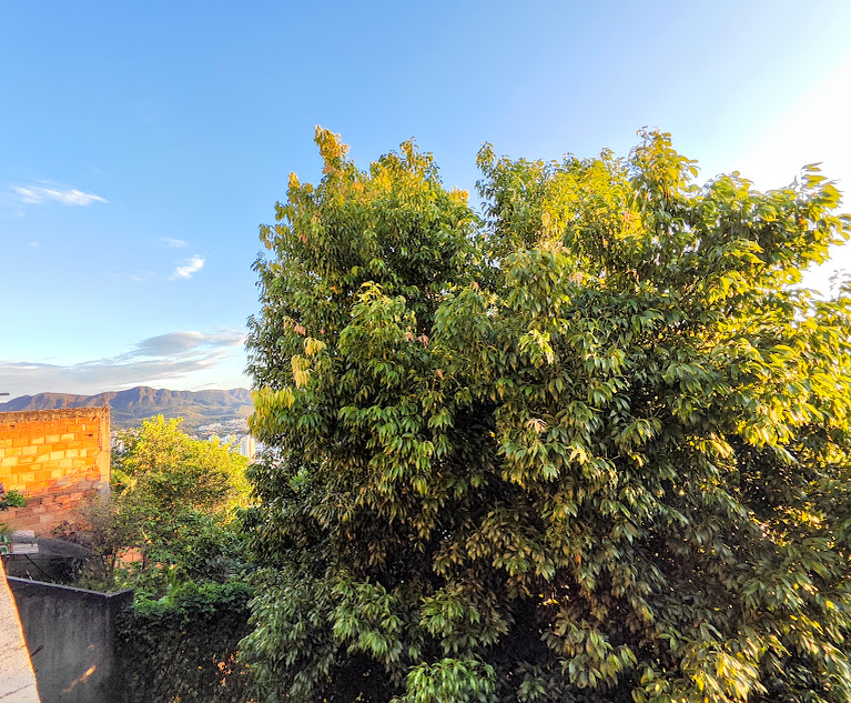 Grande pé de canela