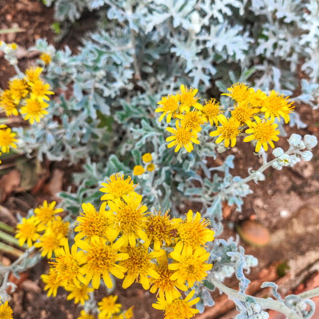 Folhas e flores da cinerária-marítima.