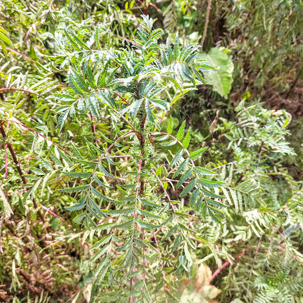 Cravo defunto (Tagetes minuta) Folhas e ramos do cravo-defunto.