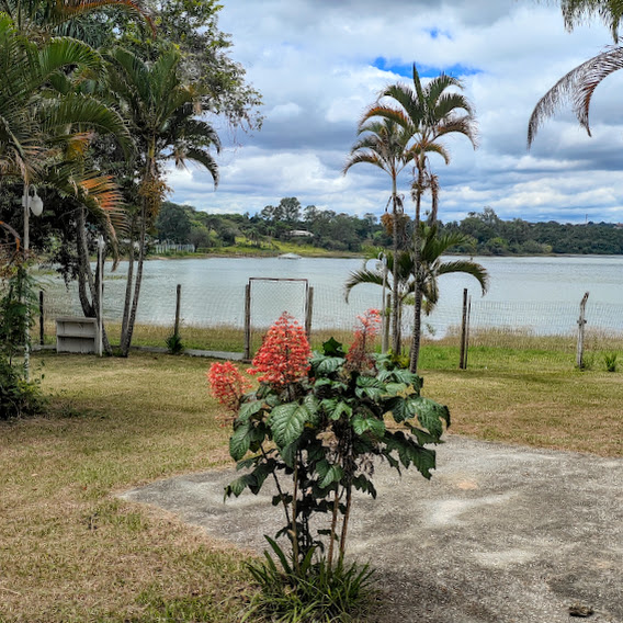 Arbusto de flor-de-pagode.