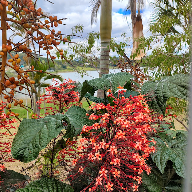 Folhas e inflorescência da flor-de-pagode.