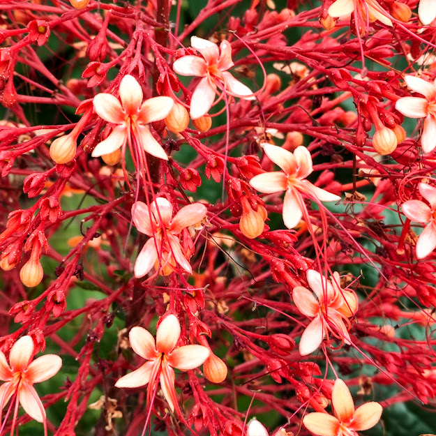 Flores da flor-de-pagode.