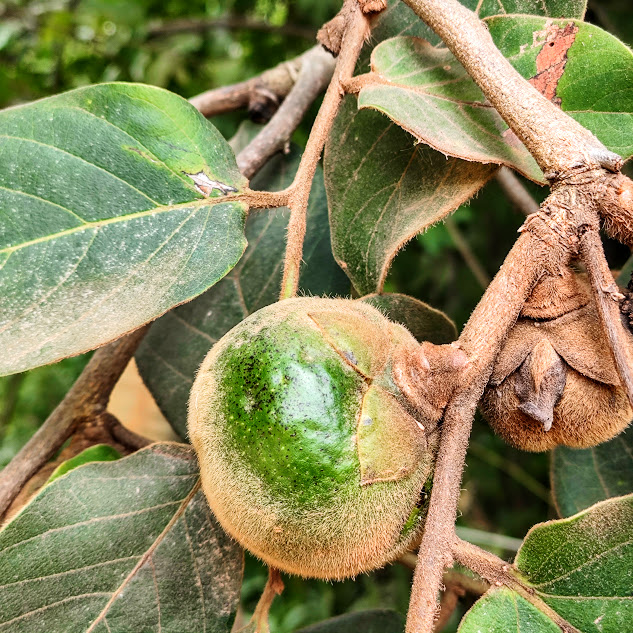 Fruto do caqui-do-cerrado.