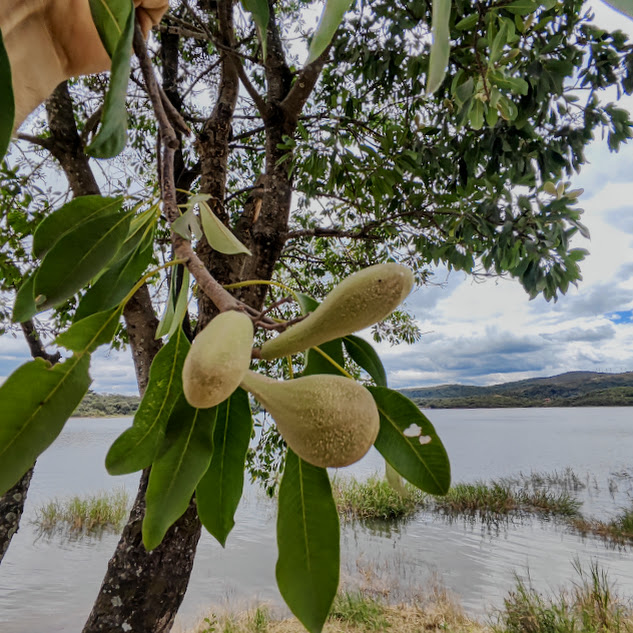 Pequiá (Aspidosperma australe) Frutos do pequiá.