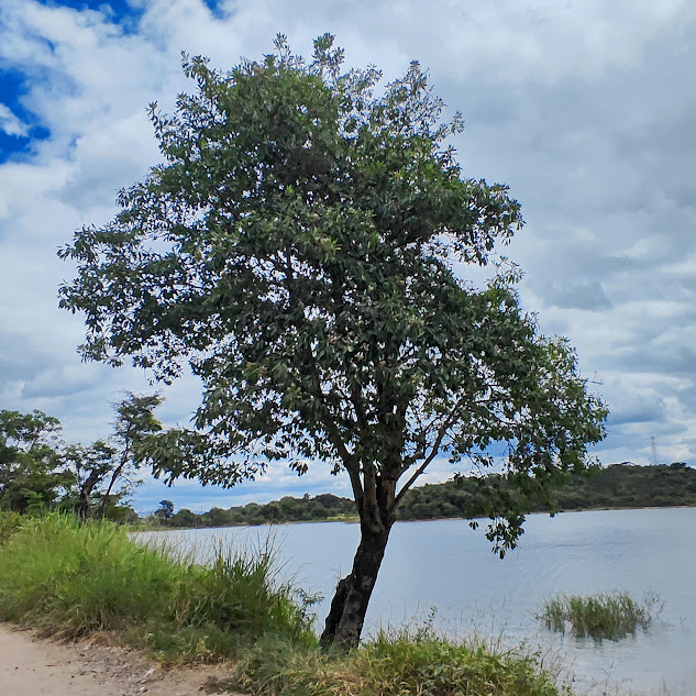Pequiá (Aspidosperma australe) Árvore de pequiá.