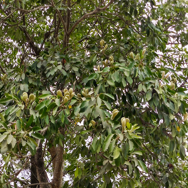 Pequiá (Aspidosperma australe) Copa do pequiá.