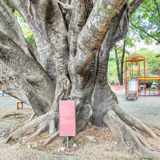 Ficus (Ficus microcarpa) Raizes e troncos do ficus.