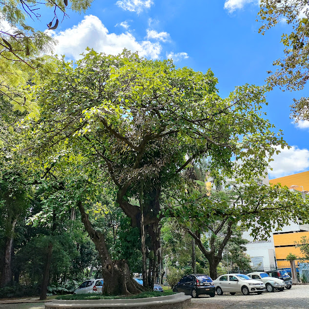 Árvore de gameleira.