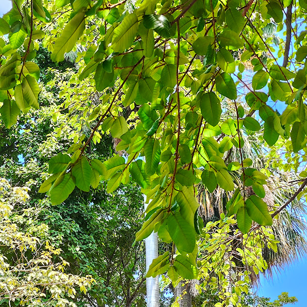 Folhas da gameleira.