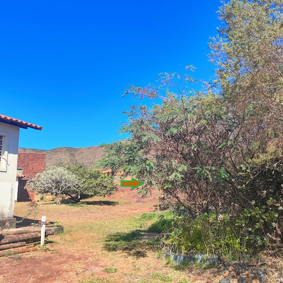 Feijãozinho (Sesbania virgata) Arvoreta de feijãozinho.