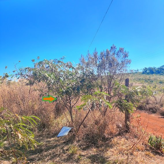 Feijãozinho (Sesbania virgata) Arbusto de feijãozinho