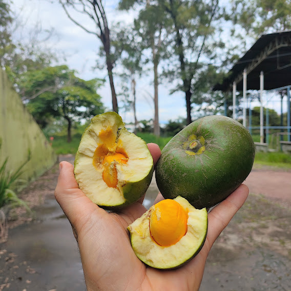 Pequi (Caryocar sp.) Fruto do pequi.