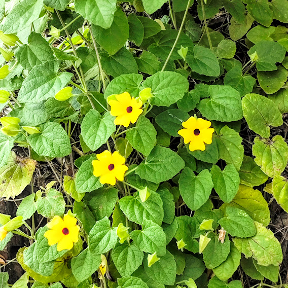 Suzana dos olhos negros (Thunbergia alata) Flores e folhas da suzana-dos-olhos-negros.