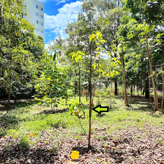 Fruta-do-sabiá jovem.