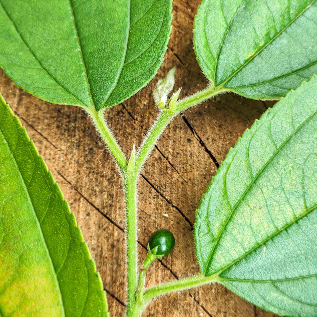 Folha e fruto da crindiúva.