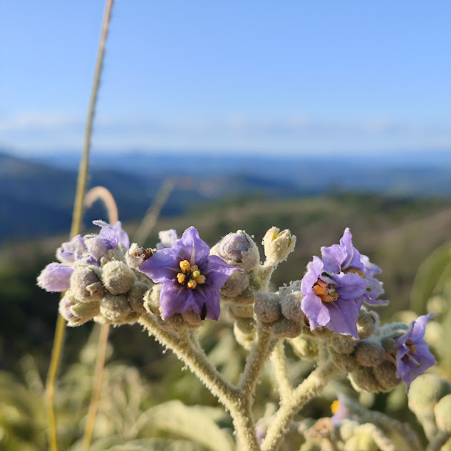 Fumo bravo (Solanum mauritianum) Flores do fumo-bravo.