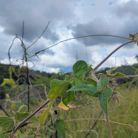 Siratro laranja (Macroptilium erythroloma) Folhas do siratro-laranja.