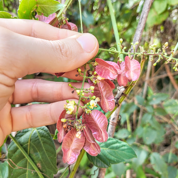 Flores e frutos do balãozinho.
