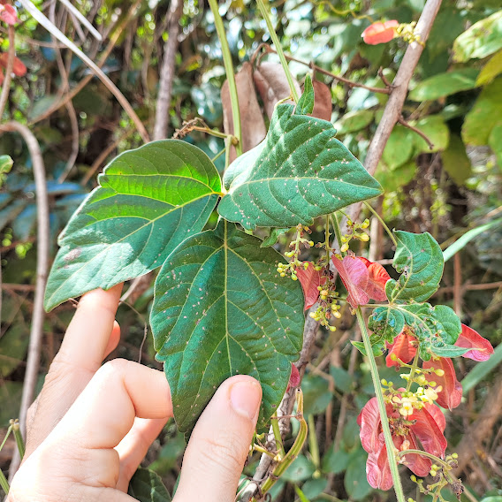 Folhas do balãozinho.