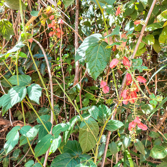 Folhas, flores e frutos do balãozinho.