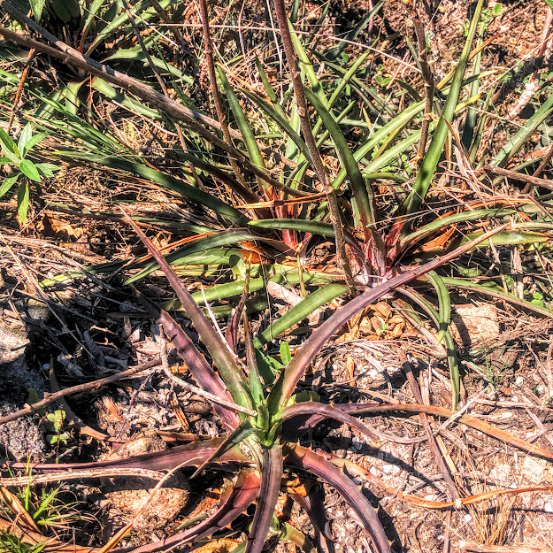 Gravatá (Dyckia sp.) Gravatá presente em afloramento rochoso.