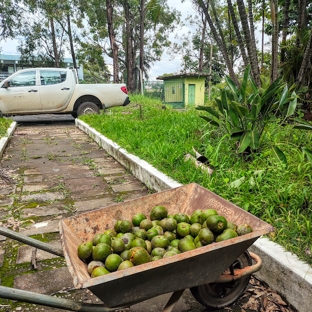Pequi (Caryocar sp.) Pequis colhidos ao longo da RMBH