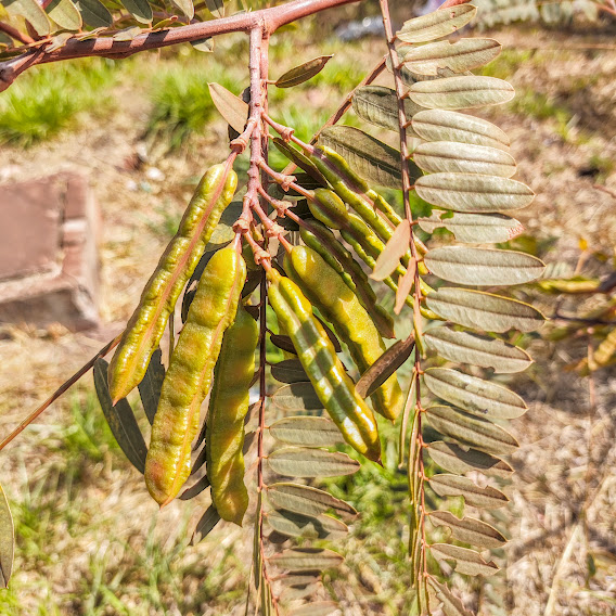 Frutos do feijãozinho.