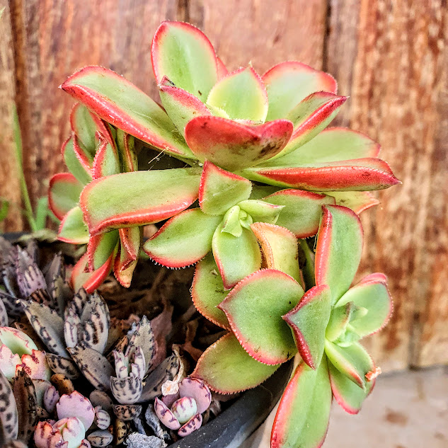 Planta catavento (Aeonium haworthii) Folhas da planta-catavento.