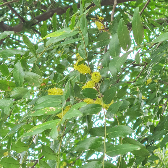 Amendoim bravo (Pterogyne nitens) Folhas e inflorescências do amendoim-bravo.