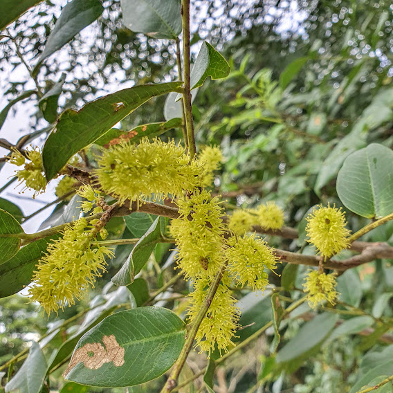 Amendoim bravo (Pterogyne nitens) Inflorescências do amendoim-bravo.