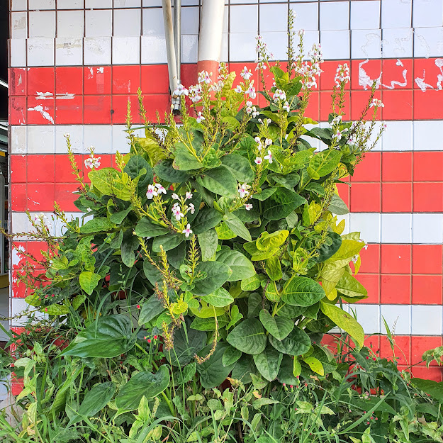 Pseuderântemo em canteiro.