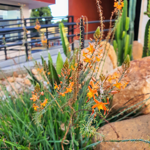 Cebolinha de jardim (Bulbine frutescens) Inflorescências da cebolinha-de-jardim.