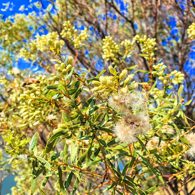 Folhas e flores do alecrim-do-campo.