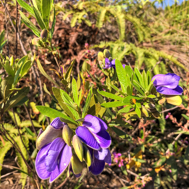 Alcaçuz da terra (Periandra mediterranea) Flores do alcaçuz-da-terra