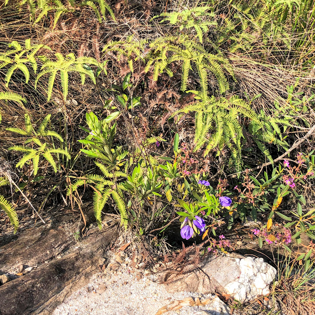 Alcaçuz da terra (Periandra mediterranea) Alcaçuz-da-terra florido.