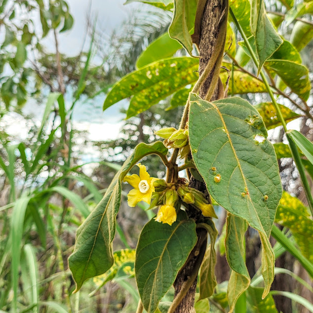 Cipó estrela (Prestonia tomentosa) Folhas e flores do cipó-estrela.