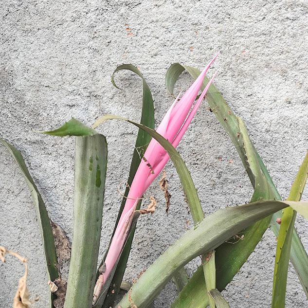 Abacaxi de tingir (Aechmea bromeliifolia) Folhas e brácteas do abacaxi-de-tingir.