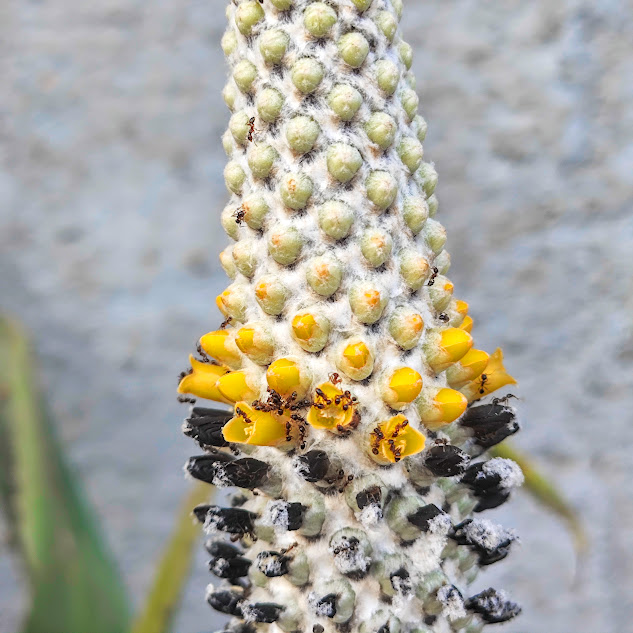 Detalhe da inflorescência do abacaxi-de-tingir.