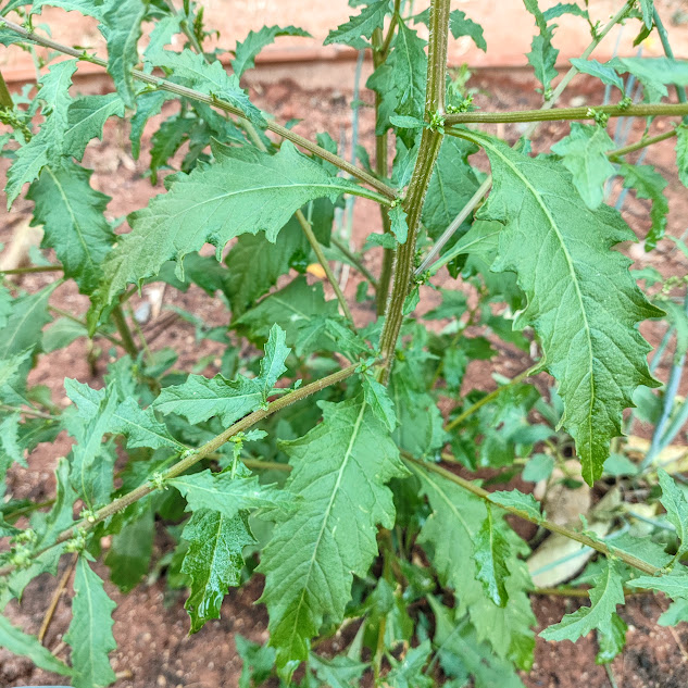Erva de santa maria (Dysphania ambrosioides) Folhas da erva-de-santa-luzia.