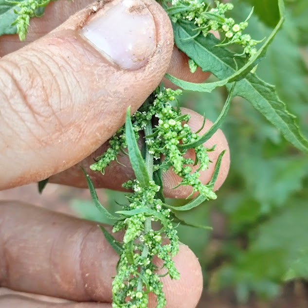Erva de santa maria (Dysphania ambrosioides) Inflorescência da erva-de-santa-luzia.