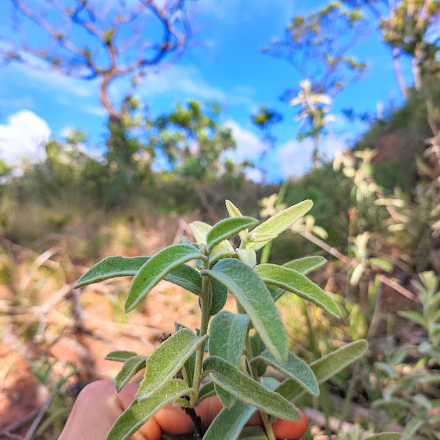 Velame do campo (Distimake tomentosus - velame do campo) Folhas do velame-do-campo.
