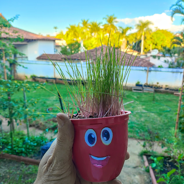 Alpiste (Phalaris canariensis) Alpiste em vaso.