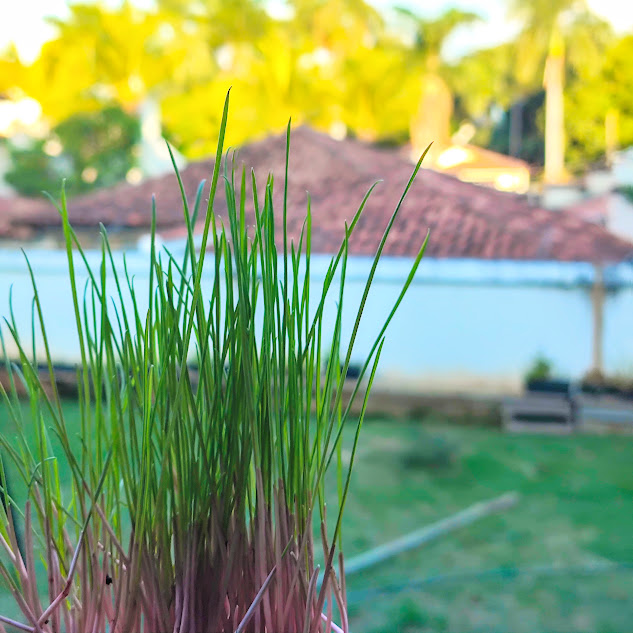 Alpiste (Phalaris canariensis) Folhas do alpiste.