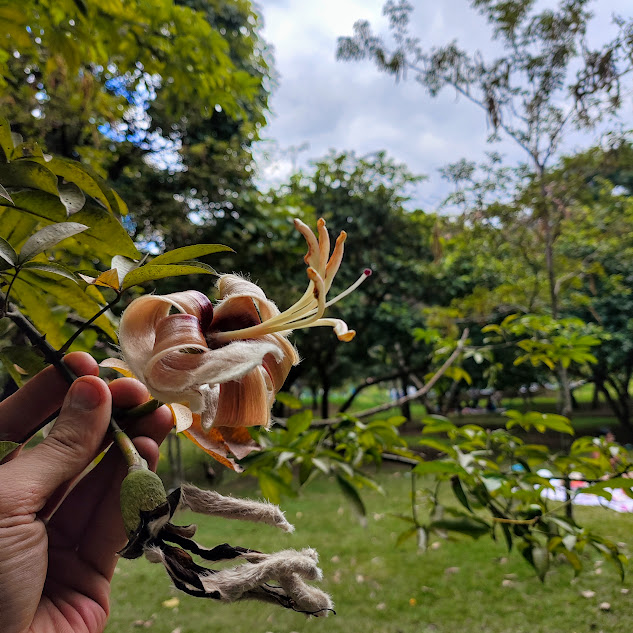 Flor da paineira-das-pedras.